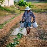  AGRICULTURA Produção de plantas bioativas é alternativa de baixo custo para agricultores familiares