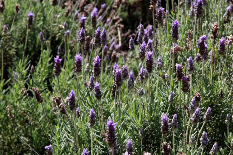 Deputados aprovam lei que cria Rota Turística da Lavanda no Paraná