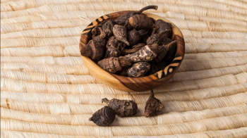 Priprioca: o ouro aromático da Amazônia que conquistou a indústria de cosméticos 